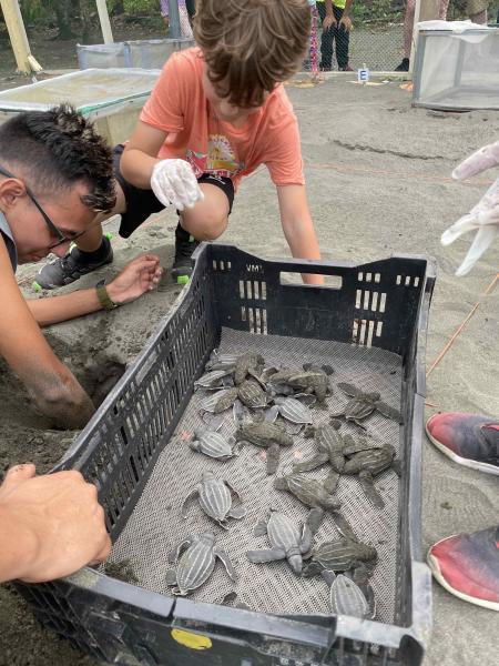 Child working with endangered sea turtles.